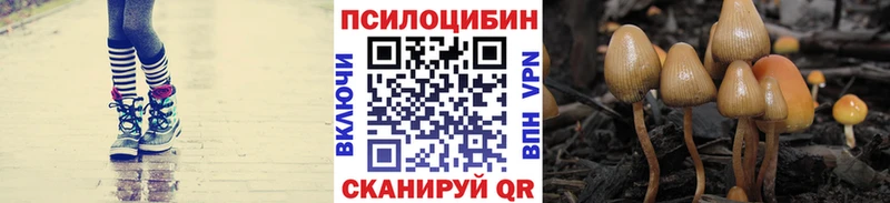 как найти   Копейск  Псилоцибиновые грибы Cubensis 